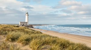 Hvad skal man se ved blåvand