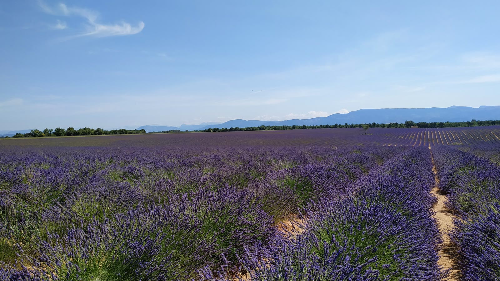 Blomstrende lavendelmark i Provence med bjerge i baggrunden